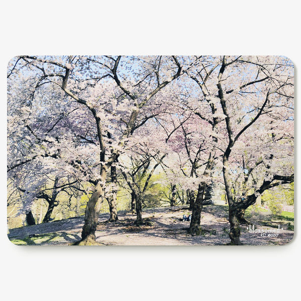 Blossomed Postcard