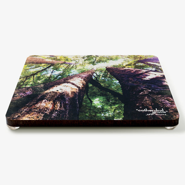 Cathedral Grove Coaster