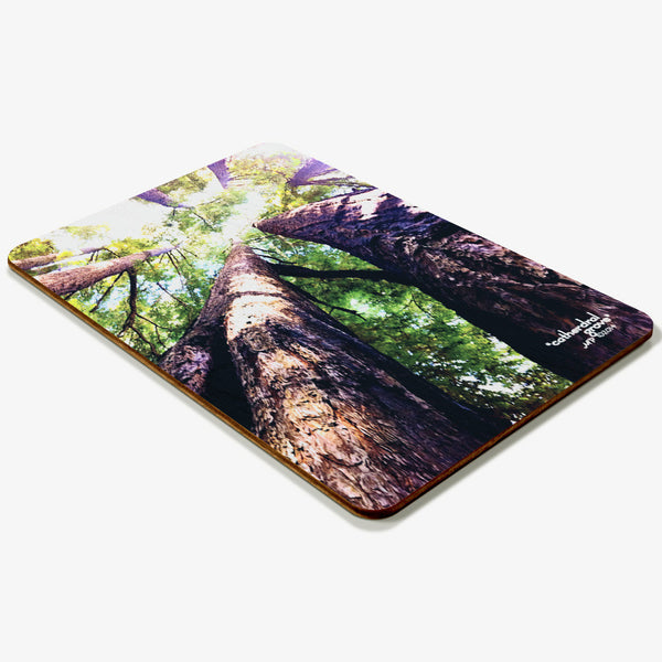 Cathedral Grove Postcard