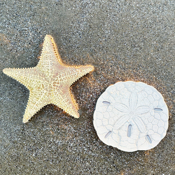 Sand Dollar Coaster (Silver)