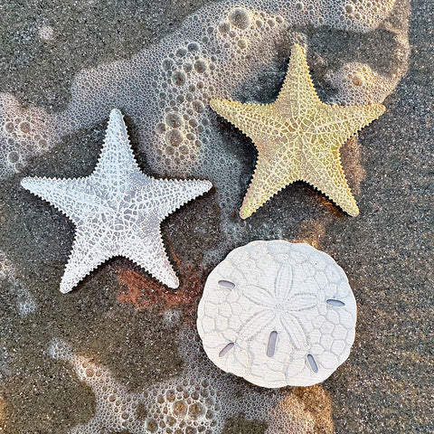 Sand Dollar Coaster (Silver)