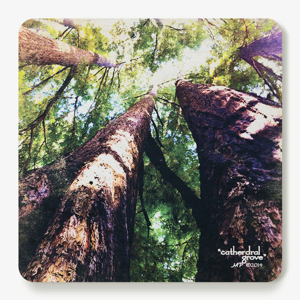 Cathedral Grove Coaster
